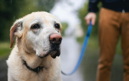 Imagen Tenencia de perros y acceso a las zonas de baño del río Veral